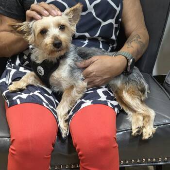 Maxwell -  Yorkshire Terrier Dog for Adoption in Overland Park, Kansas - Maxwell | PetCurious