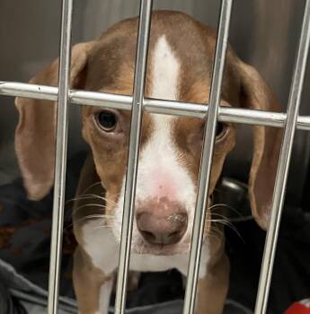 Gidget -  Beagle Dog for Adoption in Parma, Ohio - Gidget | PetCurious