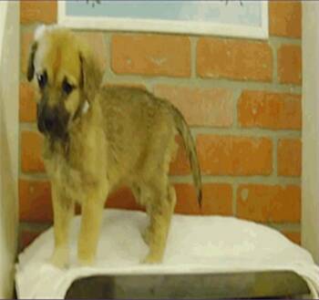 Edith -  Labrador Retriever and Great Pyrenees Dog for Adoption in Sedalia, Colorado - Edith | PetCurious