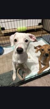 Rescue Chihuahua Dogs for Adoption in Miami, Florida - Rocky | PetCurious