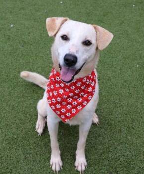 Yellow Labrador Retriever Dogs Available for Adoption - Lily Athens | PetCurious