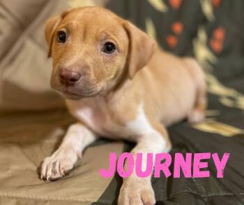 Journey -  Mixed Breed Dog for Adoption in Shalimar, Florida - Journey | PetCurious