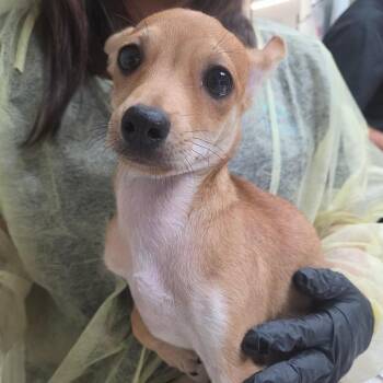 Taco -  Chihuahua Dog for Adoption in Lakeland, Florida - Taco | PetCurious