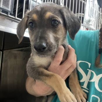 Shepherd Dogs Available for Adoption in Lakeland, Florida - Gina | PetCurious
