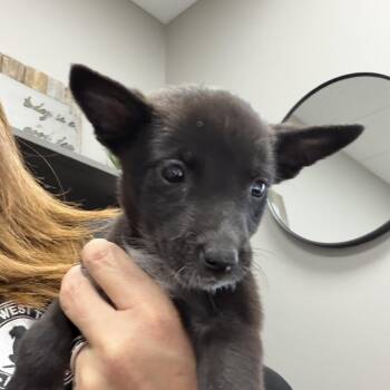 Blossom -  Mixed Breed Dog for Adoption in Midland, Texas - Blossom | PetCurious