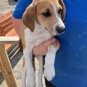 VERONICA 224-26 -  Beagle Dog for Adoption in Cambridge, Ohio - VERONICA 224-26 | PetCurious