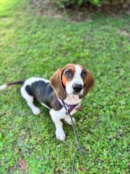 Rescue Basset Hound Dogs for Adoption in Aiken, South Carolina - Baby | PetCurious