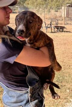 Rescue Pit Bull Terrier Dogs for Adoption in Seguin, Texas - Selena | PetCurious