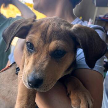Riot -  Mixed Breed Dog for Adoption in Cathlamet, Washington - Riot | PetCurious