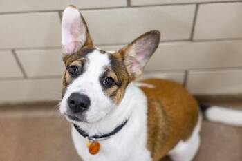Zayla -  Border Collie and Mixed Breed Dog for Adoption in Golden Valley, Minnesota - Zayla | PetCurious