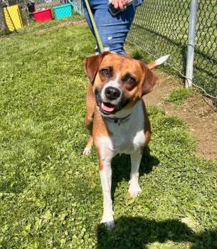 Mixed Breed Dogs Available for Adoption in New Cumberland, West Virginia - Zoey | PetCurious