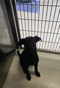 Lorraine -  Shepherd and Labrador Retriever Dog for Adoption in Kalamazoo, Michigan - Lorraine | PetCurious
