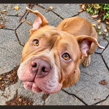 Cookie Butter -  Pit Bull Terrier Dog for Adoption in Philadelphia, Pennsylvania - Cookie Butter | PetCurious