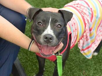 Rescue Black Labrador Retriever Dogs for Adoption in East Moriches, New York - Octavia | PetCurious