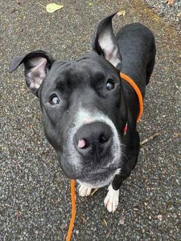 Pit Bull Terrier Dogs Available for Adoption in Kent, Washington - APPLE | PetCurious