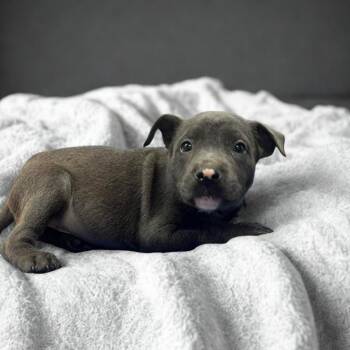 NY Waverly Avail Jun 13 (Choice Pet Carmel) -  Labrador Retriever and Pit Bull Terrier Dog for Adoption in Eastford, Connecticut - NY Waverly Avail Jun 13 (Choice Pet Carmel) | PetCurious