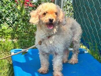 Jaime -  Poodle and Mixed Breed Dog for Adoption in Hobart, Indiana - Jaime | PetCurious