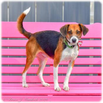 Beagle Dogs Available for Adoption - Karen | PetCurious