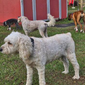 Louie -  Cocker Spaniel and Miniature Poodle Dog for Adoption in Lakewood Ranch, Florida - Louie | PetCurious