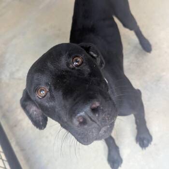 Aurora -  Black Labrador Retriever and Terrier Dog for Adoption in Birmingham, Alabama - Aurora | PetCurious