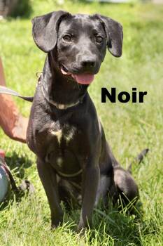 Noir -  Mixed Breed Dog Available for Adoption in Macomb, Illinois - Noir | PetCurious