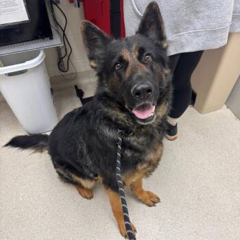 German Shepherd Dog Dogs Available for Adoption in Murray, Utah - Koda | PetCurious