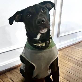 Rescue Terrier Dogs for Adoption in Fairfax, Virginia - Midnight AB | PetCurious