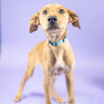 Dolly -  Retriever and Labrador Retriever Dog for Adoption in Portland, Oregon - Dolly | PetCurious