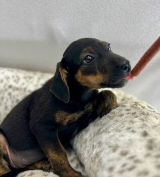 Starbucks: Hot Cocoa -  Coonhound Dog for Adoption in Palo Alto, California - Starbucks: Hot Cocoa | PetCurious