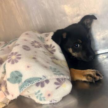 Mixed Breed Dogs Available for Adoption in Corinth, Mississippi - Lolly | PetCurious