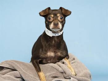 LIL MISS -  Chihuahua Dog for Adoption in Phoenix, Arizona - LIL MISS | PetCurious