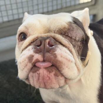 English Bulldog and Mixed Breed Dogs Available for Adoption in Los Angeles, California - Lady Daphne | PetCurious