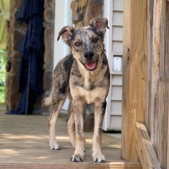 Chance * -  Catahoula Leopard Dog Dog for Adoption in Hackett, Arkansas - Chance * | PetCurious