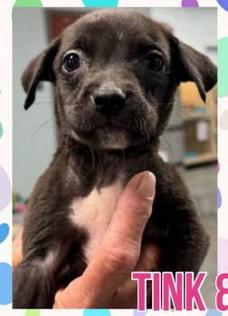 Rescue Terrier Dogs for Adoption in Grand Bay, Alabama - Tink | PetCurious