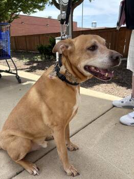 Labrador Retriever and Boxer Dogs Available for Adoption in Wheaton, Illinois - Brewer | PetCurious