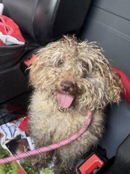 Fern -  Mixed Breed Dog for Adoption in West Chester, Pennsylvania - Fern | PetCurious