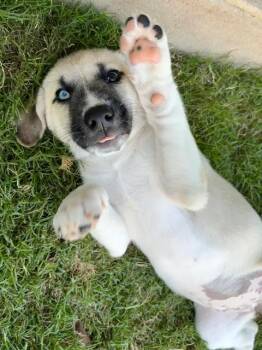 Vivi -  Husky and Australian Cattle Dog Blue Heeler Dog for Adoption in VERNON ROCKVL, Connecticut - Vivi | PetCurious