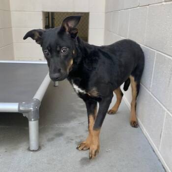 Athena -  Rottweiler and Mixed Breed Dog for Adoption in Reno, Nevada - Athena | PetCurious