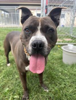 Terrier Dogs Available for Adoption in Ontario, Ohio - Cinders | PetCurious