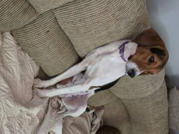 Sophie -  American Foxhound Dog for Adoption in Franklin, North Carolina - Sophie | PetCurious