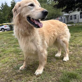 Thor -  Golden Retriever Dog for Adoption in Conway, New Hampshire - Thor | PetCurious