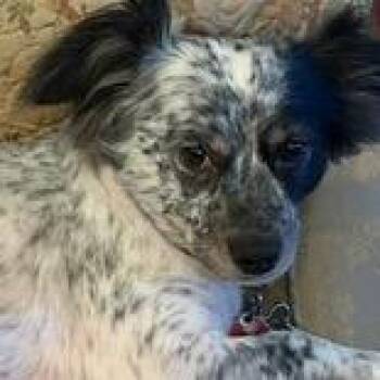 Gulliver -  Mixed Breed Dog for Adoption in Leander, Texas - Gulliver | PetCurious