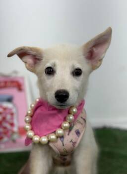 Judy hopps-One of our Amazing Rescue Dogs -  American Eskimo Dog and Labrador Retriever Dog for Adoption in Carlsbad, California - Judy Hopps-One Of Our Amazing Rescue Dogs | PetCurious