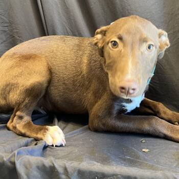 Maria -  Mixed Breed Dog for Adoption in Canal Winchester, Ohio - Maria | PetCurious
