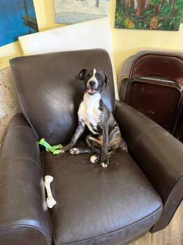 Beagle and Australian Cattle Dog Blue Heeler Dogs Available for Adoption - Gracie | PetCurious