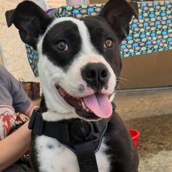 Mixed Breed Dogs Available for Adoption - Edna | PetCurious