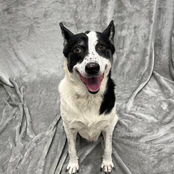 Billabong -  Australian Kelpie and Border Collie Dog for Adoption in Pleasantville, New Jersey - Billabong | PetCurious