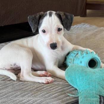 Pearl -  Mixed Breed Dog for Adoption in Jacksonville, Florida - Pearl | PetCurious