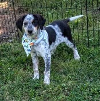 Australian Shepherd and Border Collie Dogs Available for Adoption in Watertown, Connecticut - Zoey | PetCurious