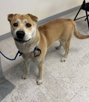 Killian -  Shiba Inu and Shar Pei Dog for Adoption in Salt Lake City, Utah - Killian | PetCurious